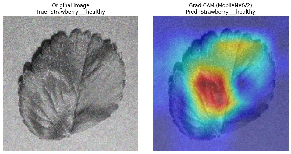 Grad-CAM heatmap showing the model attending to leaf tissue when classifying a strawberry leaf